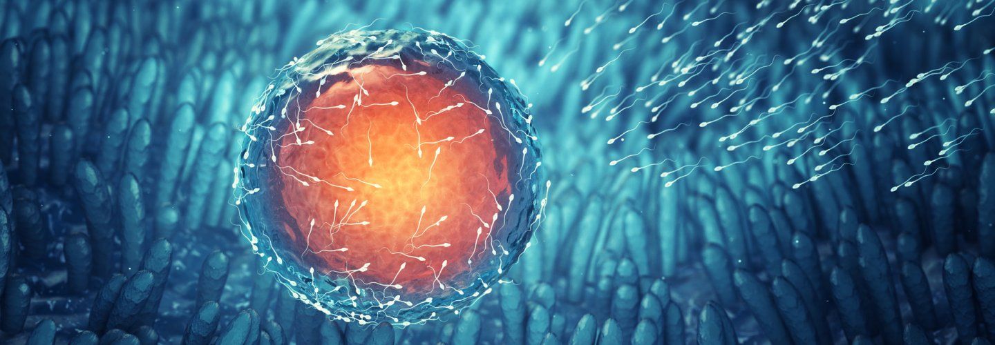 Récupération de sperme chez les sujets azoospermiques (TESE/TESA)