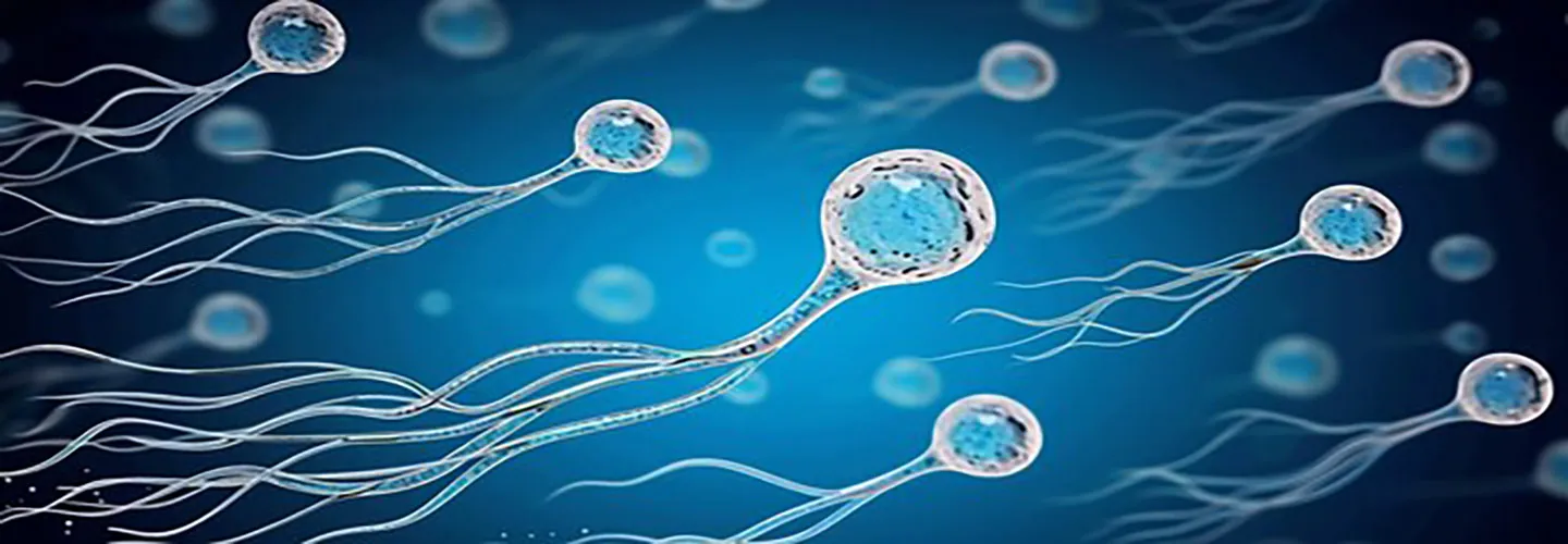 Suppléments pour Améliorer la Fertilité Masculine. Ce que les Couples Doivent Savoir